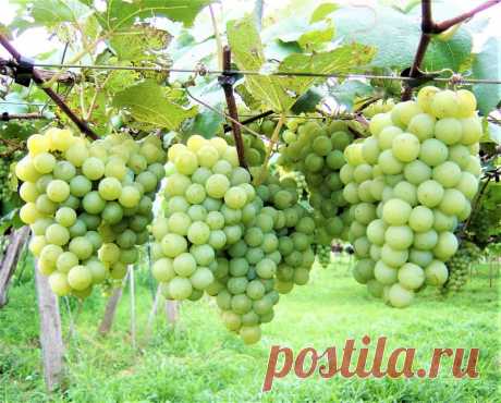 Uva Niagara Branca - Muda Enxertada Nome científico: Vitis labrusca A Uva Niágara Branca é resultante do cruzamento entre Concord e Cassady, ocorrida em 1868, no condado de Niagara, Nova York nos Estados Unidos. A videira-americana é nativa da America do Norte e amplamente cultivada no Brasil, especialmente para consumo de mesa. É uma liana, perene, lenhosa e robusta, com folhagem decídua no inverno. A uva Niágara Branca é um cultivar americana para mesa, de vigor médio, p...