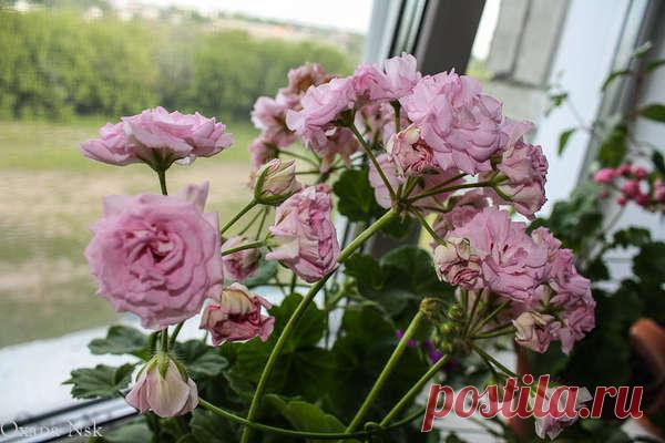 'Rococo' - Форум цветоводов Фрау Флора