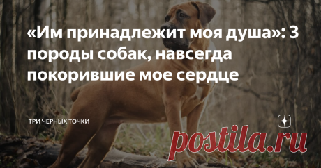 «Им принадлежит моя душа»: 3 породы собак, навсегда покорившие мое сердце Наверняка, у каждого из нас есть особенные воспоминания, связанные с собаками. Это могут быть породы, определенные собаки, случайные встречи и теплая многолетняя дружба с братьями меньшими. 
Однако сегодня я расскажу вам о трех удивительных лично для меня пород собак, навеки засевшие в моем сердце! Поехали!