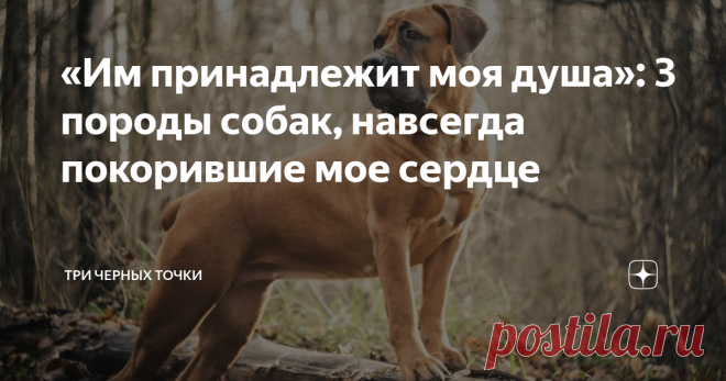 «Им принадлежит моя душа»: 3 породы собак, навсегда покорившие мое сердце Наверняка, у каждого из нас есть особенные воспоминания, связанные с собаками. Это могут быть породы, определенные собаки, случайные встречи и теплая многолетняя дружба с братьями меньшими. 
Однако сегодня я расскажу вам о трех удивительных лично для меня пород собак, навеки засевшие в моем сердце! Поехали!