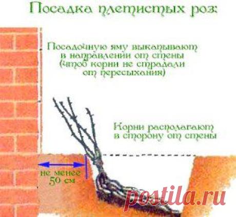 Плетистые розы – уход и посадка растения | Подружки