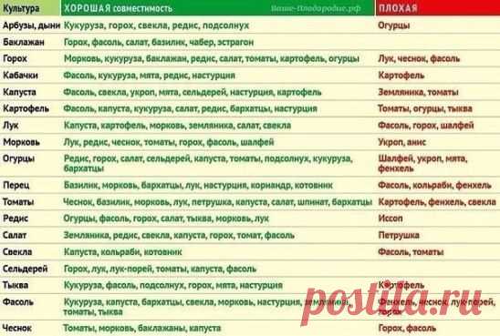 В смешанных посадках повышается урожайность садовых культур. Это связано с тем, что одни растения оказывают благотворное влияние на развитие других растений. Поэтому планировать смешанные посадки необходимо по таблице совместимости садовых культур.
смешанные посадки — это красиво. Благодаря ним скучные грядки моркови, капусты и лука превращаются в декоративные грядки.