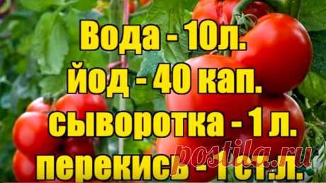 Уникальная подкормка для созревания помидоров! — Копилочка полезных советов