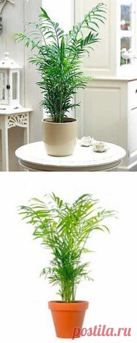 Хамедорея | GreenHome