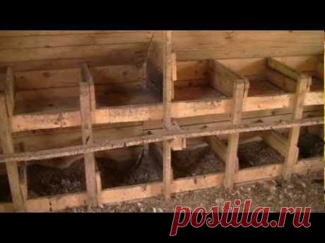 Как построить курятник во дворе своими руками - Технополис завтра