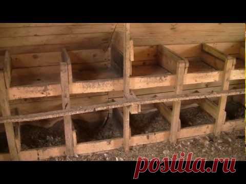 Как построить курятник во дворе своими руками - Технополис завтра