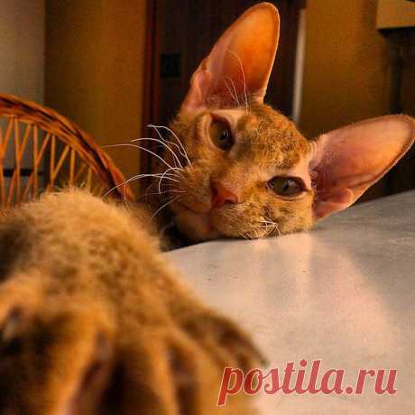 Сфинкс\кошка&quot;Ева&quot;