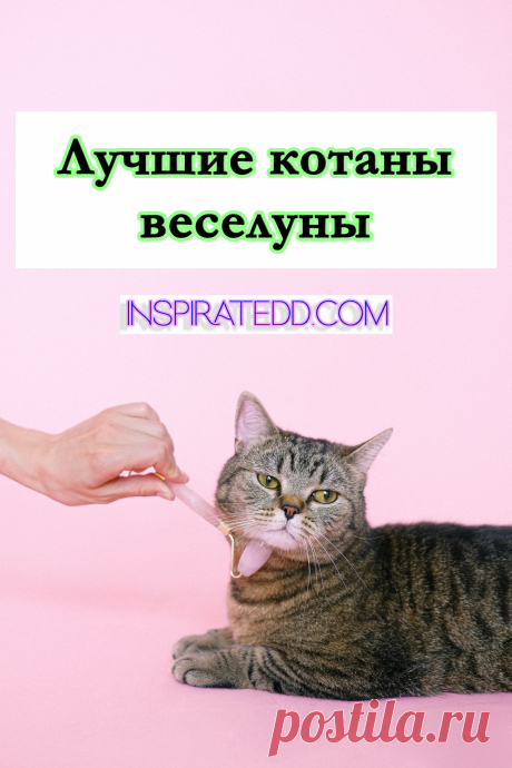 Самые смешные видео и гифки с котами. Коты, кошки и котики. Если ты ищешь приколы с кошками или просто хочешь провести время с позитивом, тогда ты однозначно по адресу. Эта подборка порадует изобилием умопомрачительных гифок и захватывающих видео.