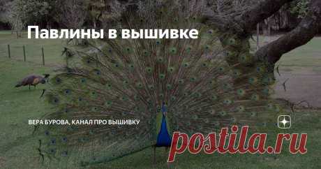 Павлины в вышивке Статья автора «ВЕРА БУРОВА, канал про вышивку» в Дзене ✍: Трудно не любить павлинов. Они представляют собой редкое, нелепое сочетание скромности и сдержанности с буйным шармом и артистизмом.