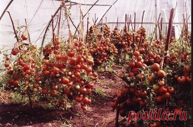 ХОТИТЕ ПОЛУЧАТЬ ПО 2 ВЕДРА ТОМАТОВ С КУСТА?