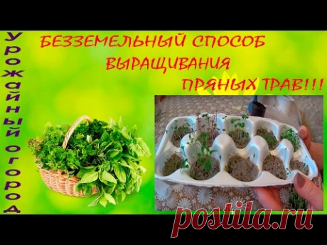 БЕЗЗЕМЕЛЬНЫЙ СПОСОБ ВЫРАЩИВАНИЯ  ПРЯНЫХ ТРАВ!!!