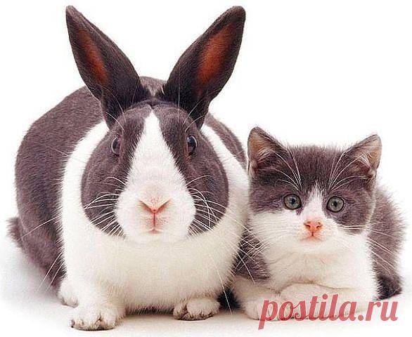 (59) Одноклассники