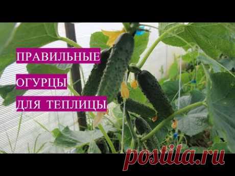 ВЫБИРАЙТЕ ПРАВИЛЬНЫЕ ОГУРЦЫ ДЛЯ ТЕПЛИЦЫ  И БУДЕТЕ УРОЖАЙ  СОБИРАТЬ ВЕДРАМИ!