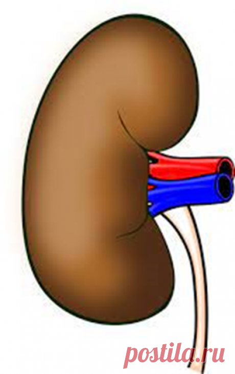 Эти восемь симптомов, предупреждают нас о том, что возникли проблемы с почками, никогда не игнорируйте их. | Сергей Витебский | Дзен