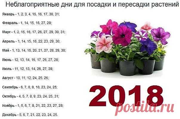 5 БАБУШКИНЫХ СОВЕТОВ ДЛЯ ЦВЕТОВ

Совет 1.
Зимой и осенью цветы нужно поливать утром. Летом и весной – вечером.

Совет 2.
Опрыскивать цветы нужно рано утром или вечером. В опрыскиватель заливают горячую воду, при распылении она остывает.

Совет 3.
Секрет яркой и сочной окраски листьев – в опрыскивании с добавлением камфарного спирта. Приблизительно 2-4 капли на 1 литр воды.

Совет 4.
Подкормка комнатных растений. Сколько существует всяческих удобрений и советов по их примен...