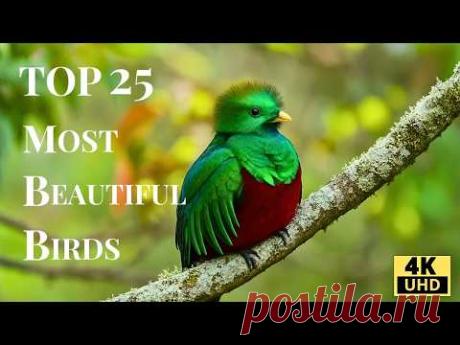 Топ-25 самых красивых птиц в мире в 4K