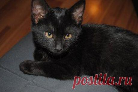 Заботливый хозяин г. Екатеринбург