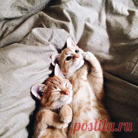 Приключения двух спасённых котов, которые не расставались с первого дня своей жизни / Питомцы