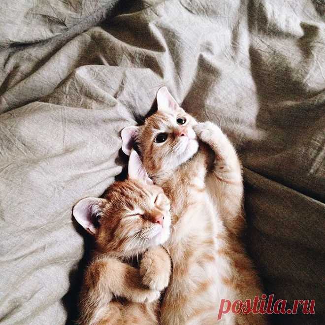 Приключения двух спасённых котов, которые не расставались с первого дня своей жизни / Питомцы