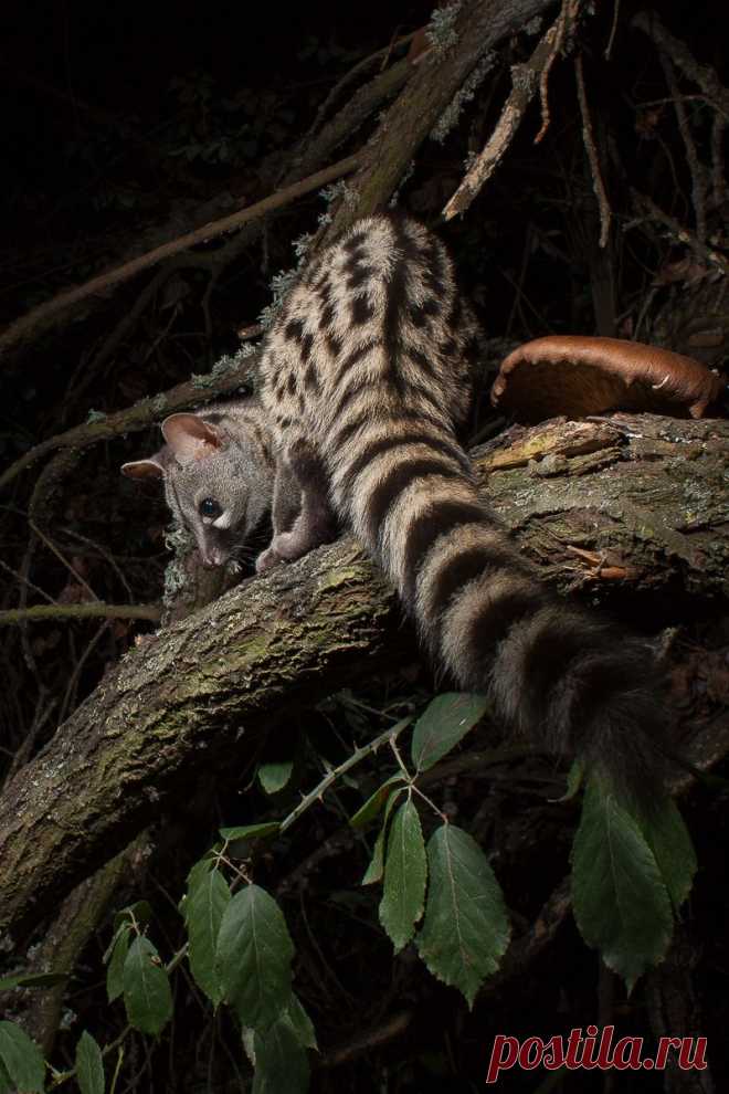 Fernando Mostacero - Fotografia y Naturaleza: Empieza la temporada de fototrampeo