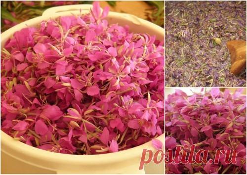 сбор - Рецепты из диких трав и не только