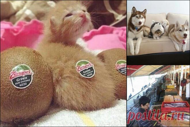 15 вещей и животных, которые прикидываются кем-то другим (16 фото) | Чёрт побери Иногда самые очевидные вещи бывают совершенно незаметными, и эта подборка яркое тому подтверждение. Идея довольно проста: каждая из этих фотографий содержит «злоумышленников», которые внедрились в неподходящую им окружающую среду и ваша миссия состоит в том, чтобы найти их! Достаньте увеличительное стекло и вспомните, что вы узнали, читая Шерлока Холмса. 1.     2.    3.    4.    5.    6.    7....