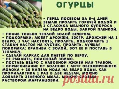 Сажаю огурцы .
Для посадки приготовить следующие компоненты: перегной, древесную золу, кипяток и собственно семена. Инструмент, применяемый в этой операции, всем известен — это лопата.
Копает небольшую грядку длиной 2 м и шириной 60–70 см. В ней делает лунки в шахматном порядке «через клетку»: одна, потом две и снова одна. Лунки должны находиться на расстоянии 60 см друг от друга.
У нас на участке земля тяжелая, суглинок, поэтому удобрения играют большую роль. Каждую лунку подготавливаем следу