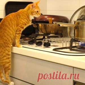 30 СПОСОБОВ ИСПОЛЬЗОВАНИЯ КОТОВ В ХОЗЯЙСТВЕ