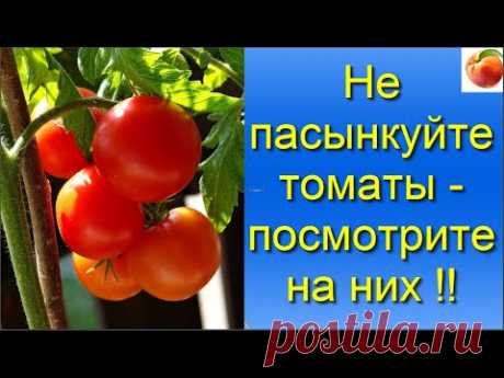 Томаты Не пасынкуйте томаты  Посмотрите на них Больше урожай помидор! Tomato - YouTube