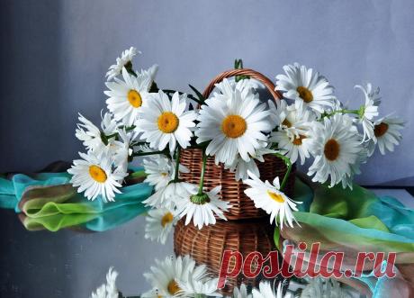 садовые ромашки