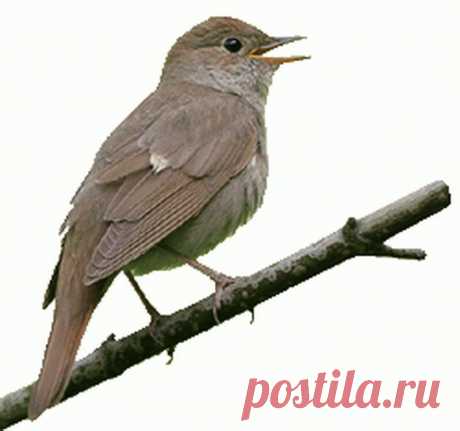 Соловей