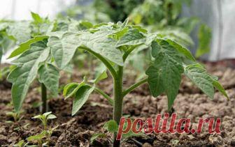 И снова про йод