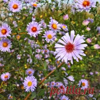 Осенние цветы - 1. Классика. — FloweryVale.ru