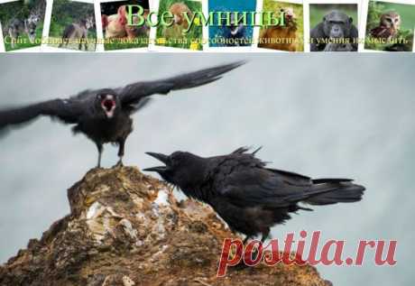 Птицы, которые боятся смерти | Все умницы