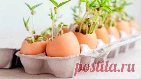 Выбираем оптимальный вариант горшка для рассады