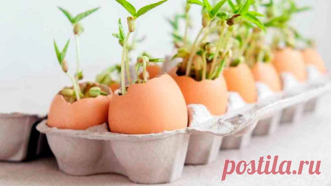 Выбираем оптимальный вариант горшка для рассады