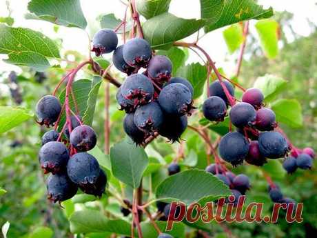 Ирга — кладовая здоровья.

Ягоды ирги едят свежими, готовят из них соки, пастилу, джемы, желе, варят варенье, кисели, компоты, и даже делают красновато-фиолетовое вино с удивительно приятным вкусом.

Сок из ирги отжимают не сразу – свежая ягода не отдаёт сок, но примерно через неделю после сбора из неё можно получить много сока – до 70%. Сушёная ирга может с успехом заменять изюм, а также использоваться в качестве пищевого красителя – вкусного и безопасного.

Лечебные свой...