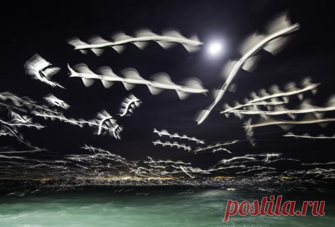 Скайфиши - вид молний или инопланетная форма жизни? | Записки Освальдо Просперо | Яндекс Дзен
