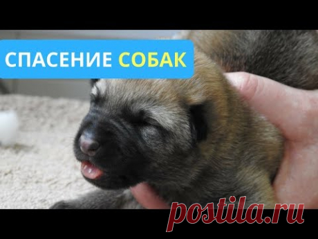 ЕЙ БЫЛО ВСЕГО 4 ДНЯ, КОГДА ЕЕ ВЫБРОСИЛИ НА УЛИЦУ. ПОЛЮБУЙСЯ, КАКОЙ ОНА СТАЛА. #СПАСЕНИЕСОБАК