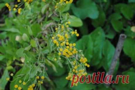 Трава кануфер - кануфер растение. Канупер, или пижма бальзамическая: полезные свойства