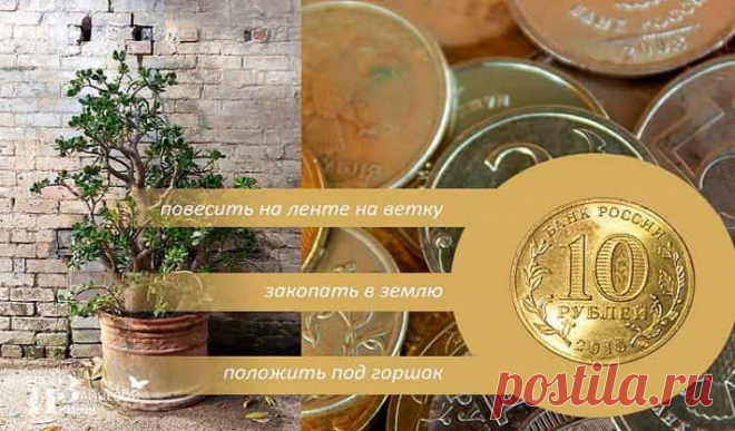 Денежное дерево.Как посадить и ухаживать,чтобы было благополучие! Денежное дерево уменя было, купленное-но очень быстро погибло, зачахло буквально на глазах…Как выяснилось я его неправильно подкармливала
