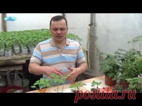 РАССАДА ПЕРЦА-ПРОБЛЕМЫ ПРИ ВЫРАЩИВАНИИ И КАК ИХ УСТРАНИТЬ.