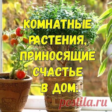 Цветы любви и счастья.

Комнатный цветок может стать настоящим семейным талисманом и принести в дом счастье.

1. Первое место в этом списке по праву принадлежит орхидее.
Внешний вид этого растения положительно сказывается на настроении домочадцев, особенно тех, кто любит природу. Орхидея цветет очень долго, цветы ее прекрасны, окрашены в разные цвета. Поэтому, любуясь их соцветиями, человек испытывает счастье. Эти растения рекомендуется ставить в гостиной комнате и кабинет...