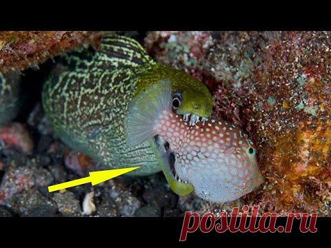 МУРЕНА В ДЕЛЕ! Мурена против осьминога, змеи, краба, мурены и даже акулы!