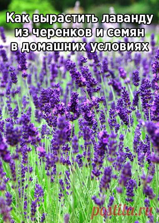 Как вырастить лаванду из черенков и семян в домашних условиях