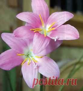 Зефирантес, цветок-выскочка | Дача - впрок