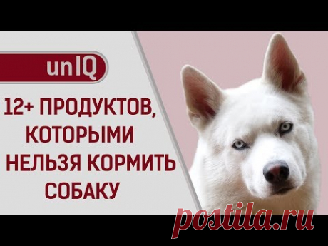 ЧЕМ НЕЛЬЗЯ КОРМИТЬ СОБАК?