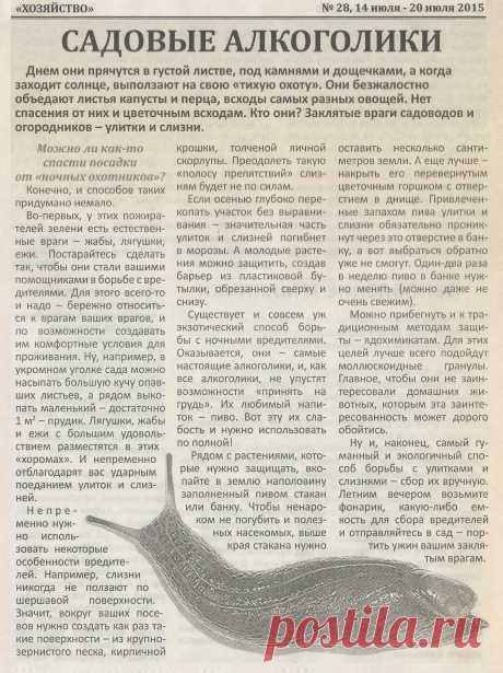 Улитки и слизни