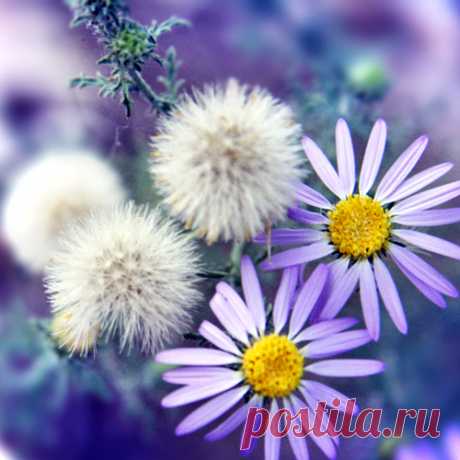 Purple Flowers