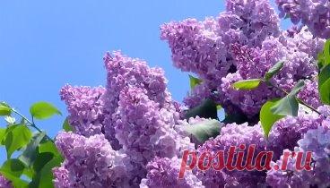 одинокая ветка сирени